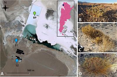 Amelioration of Saline Stress on Chia (Salvia hispanica L.) Seedlings Inoculated With Halotolerant Plant Growth-Promoting Bacteria Isolated From Hypersaline Environments